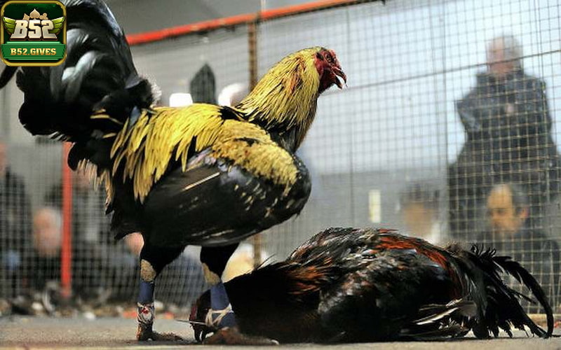 Việc lên cựa gà có nhiều ý nghĩa đối với gà chiến
